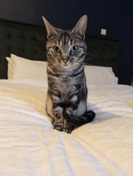Reunited Female Cat last seen Everett Road, Greater Manchester, England M20 3DX
