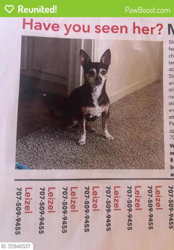 Reunited Female Dog last seen Near Ascot Pkwy, Vallejo, CA 94591, USA, Vallejo, CA 94591
