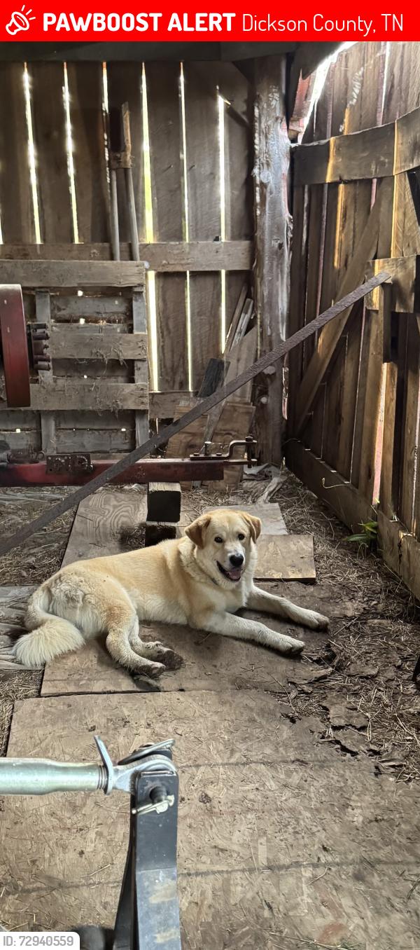 Lost Male Dog last seen Grindstone hollow/ Lecomte rd, Dickson County, TN 37055