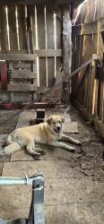 Lost Male Dog last seen Grindstone hollow/ Lecomte rd, Dickson County, TN 37055