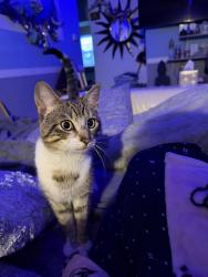 Found/Stray Unknown Cat last seen Bayview area , Norfolk, VA 23503