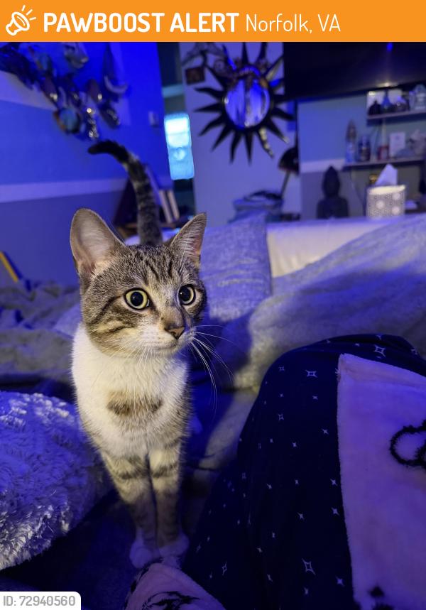 Found/Stray Unknown Cat last seen Bayview area , Norfolk, VA 23503
