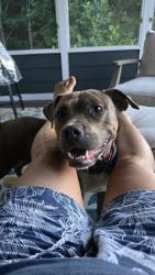 Found/Stray Female Dog last seen Bancroft , McDonald, TN 37353