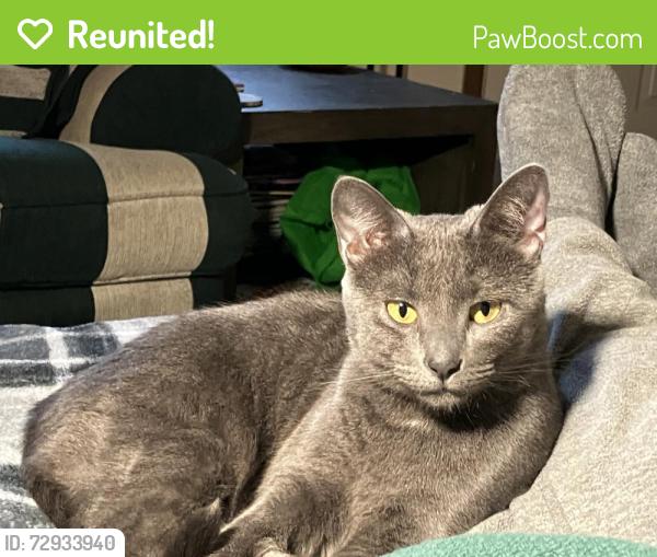 Reunited Female Cat last seen E 4th Street and David blvd, Franklin, OH 45005
