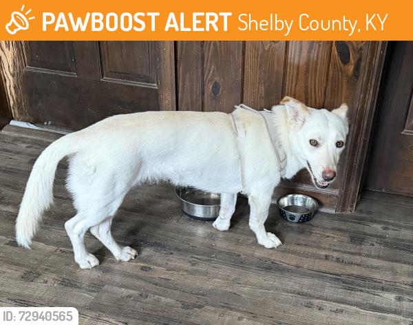 Found/Stray Female Dog last seen Shelbyville Road near Kentucky Equine hosp, Shelby County, KY 40067