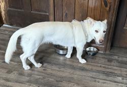 Found/Stray Female Dog last seen Shelbyville Road near Kentucky Equine hosp, Shelby County, KY 40067