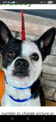 Lost Male Dog last seen Davis high school , Yakima, WA 98901