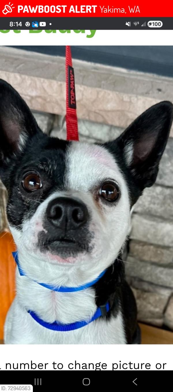 Lost Male Dog last seen Davis high school , Yakima, WA 98901