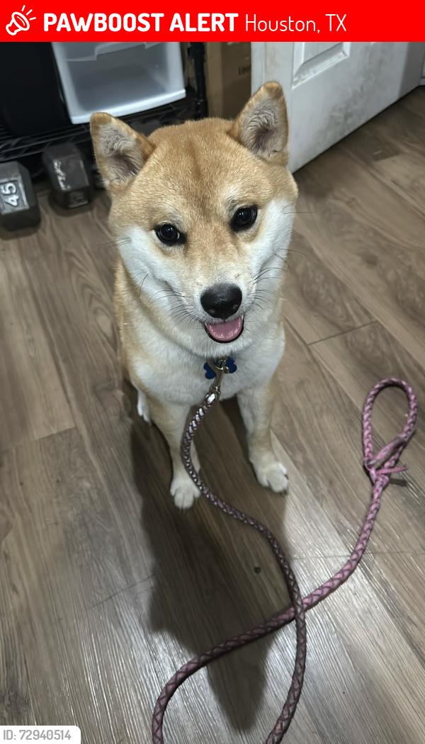 Lost Male Dog last seen Vance Street and Sayer Street (between I-69 and Hirsch road), Houston, TX 77016