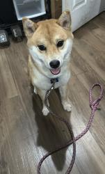 Lost Male Dog last seen Vance Street and Sayer Street (between I-69 and Hirsch road), Houston, TX 77016