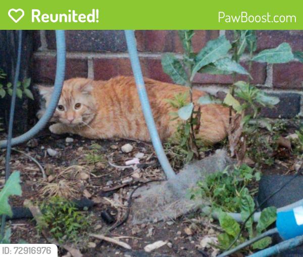 Reunited Male Cat last seen Barclay Square apmts, by keeper statue, central/waco, central/nimms, Wichita, KS 67203