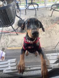 Lost Female Dog last seen Acero, Pueblo, CO 81004