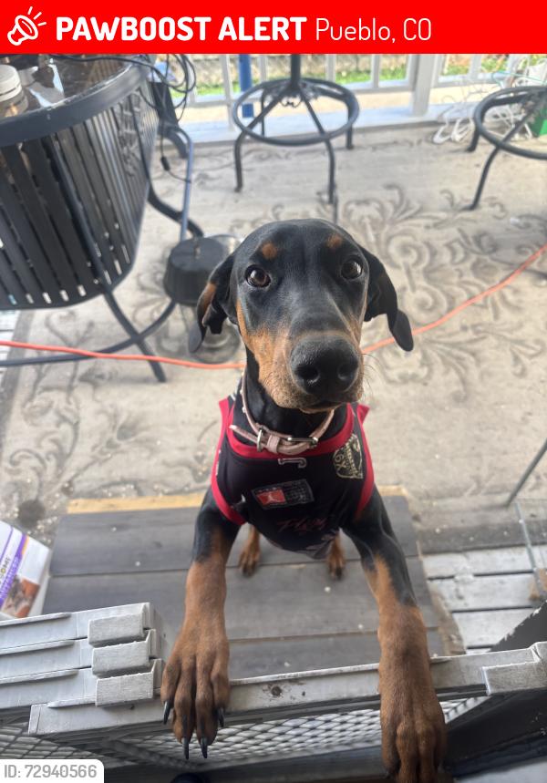 Lost Female Dog last seen South side king soopers, Pueblo, CO 81004