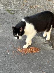 Found/Stray Unknown Cat last seen W. Spring st., Lebanon, TN 37087