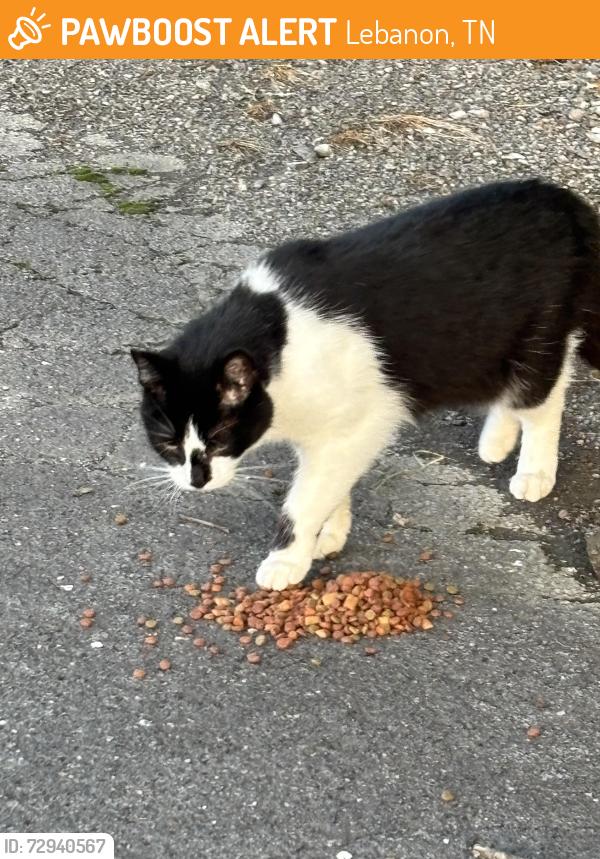 Found/Stray Unknown Cat last seen W. Spring st., Lebanon, TN 37087