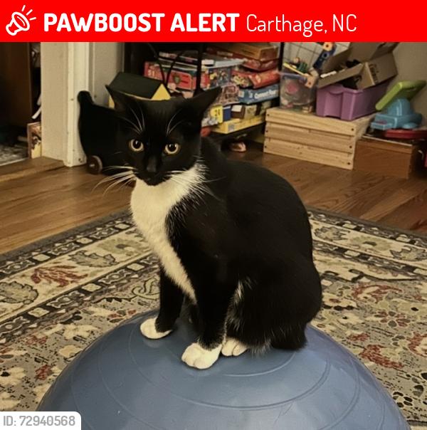 Lost Female Cat last seen Near S McNeill st Carthage nc 28327, Carthage, NC 28327