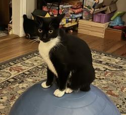 Lost Female Cat last seen Near S McNeill st Carthage nc 28327, Carthage, NC 28327