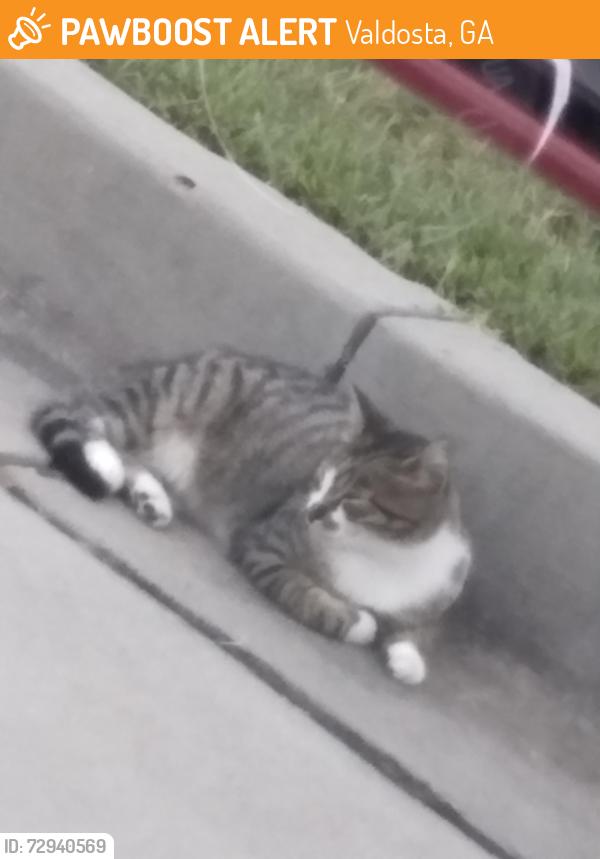Found/Stray Unknown Cat last seen Perimeter/bemiss, Valdosta, GA 31605