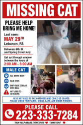Lost Male Cat last seen North 6h Street and Spring street, Lebanon, PA 17046