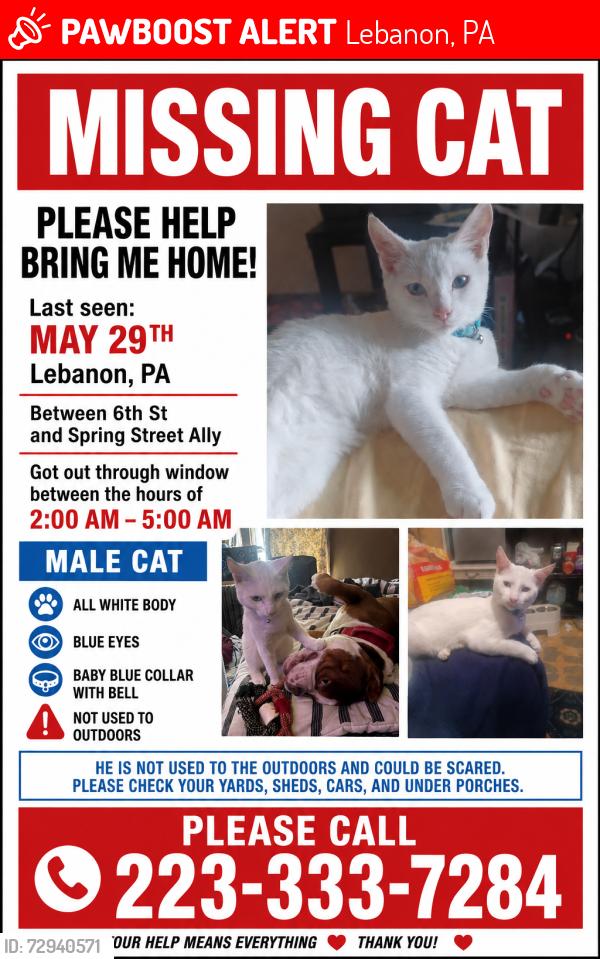 Lost Male Cat last seen North 6h Street and Spring street, Lebanon, PA 17046