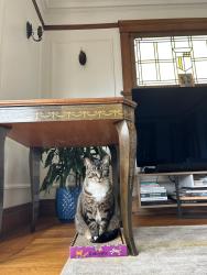 Lost Male Cat last seen Jewell Street, San Rafael, CA 94901