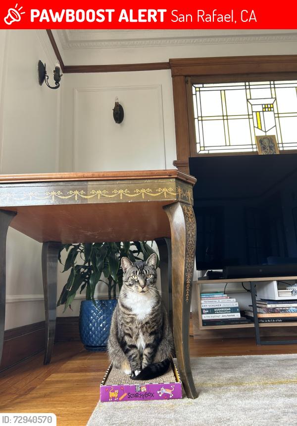Lost Male Cat last seen Jewell Street, San Rafael, CA 94901