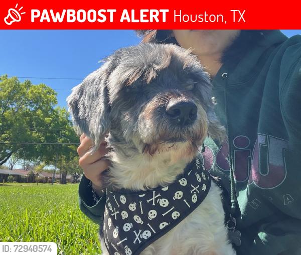Lost Male Dog last seen Hinman St, Houston, TX 77061