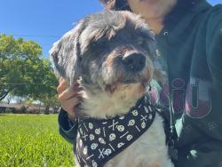 Lost Male Dog last seen Hinman St, Houston, TX 77061