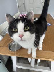 Reunited Male Cat last seen Overstone care home / Overstone leys Aldi , West Northamptonshire, England NN6 0FU