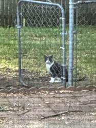 Found/Stray Unknown Cat last seen 32nd Clyde park , Wyoming, MI 49509