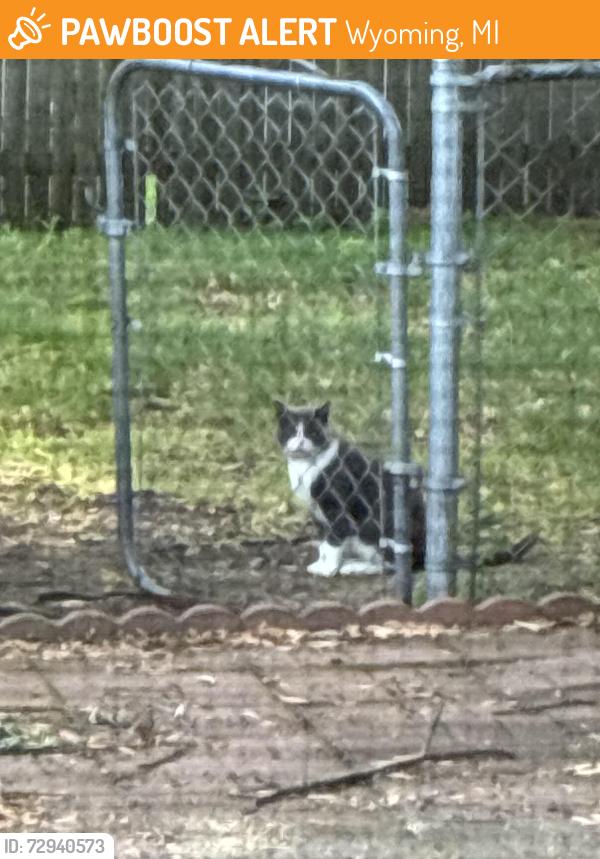 Found/Stray Unknown Cat last seen 32nd Clyde park , Wyoming, MI 49509
