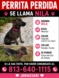 Reunited Female Dog last seen W Sligh , Tampa, FL 33604