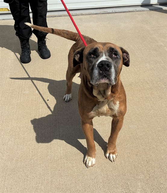 Shelter Stray Female Dog last seen Near BLOCK DEARBORN AVE, Watterson Park, KY 40218