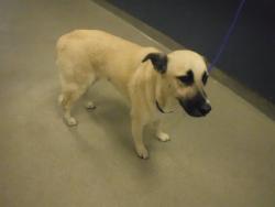 Shelter Stray Female Dog last seen Near BLOCK QUAIL ROOST DR, Doral, FL 33122