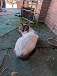 Found/Stray Unknown Cat last seen On the roof, Chillicothe, OH 45601