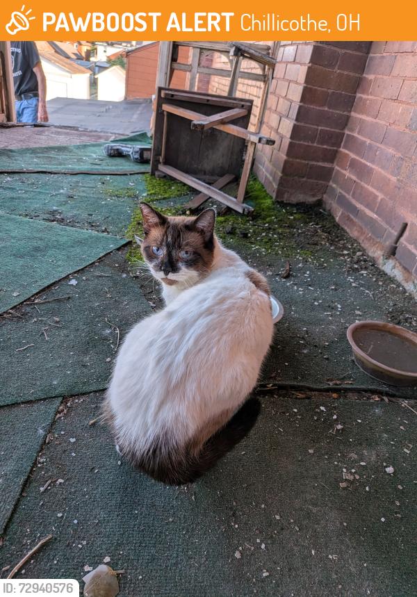 Found/Stray Unknown Cat last seen On the roof, Chillicothe, OH 45601