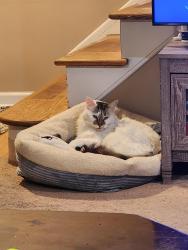 Reunited Male Cat last seen Memphis and Ridge , Cleveland, OH 44144