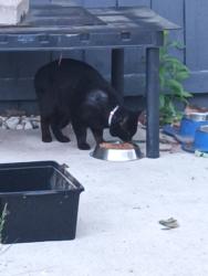Found/Stray Unknown Cat last seen Near Camelot Hills apmts , Lansing, MI 48906