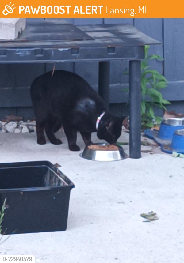 Found/Stray Unknown Cat last seen Near Camelot Hills apmts , Lansing, MI 48906