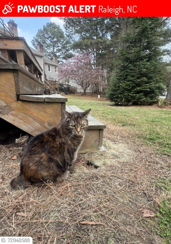 Lost Female Cat last seen Beaver st and River lake circle. , Raleigh, NC 27604