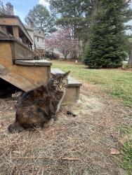 Lost Female Cat last seen Beaver st and River lake circle. , Raleigh, NC 27604