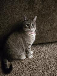 Lost Female Cat last seen Near mt vernon ave export pa 15632, Export, PA 15632