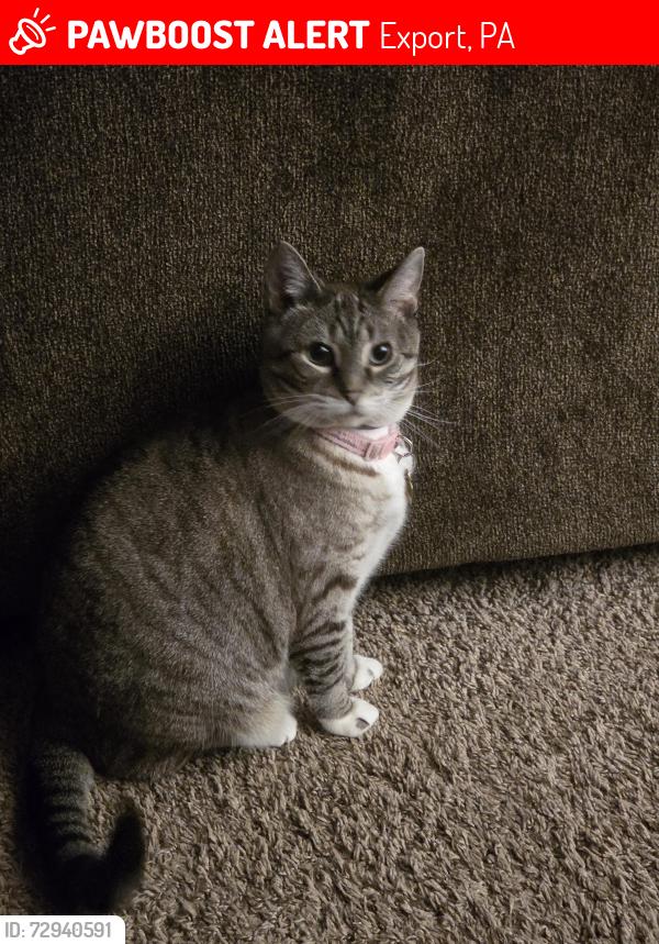 Lost Female Cat last seen Near mt vernon ave export pa 15632, Export, PA 15632