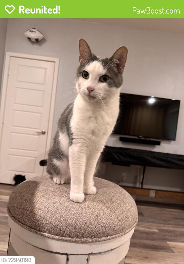 Reunited Male Cat last seen Strata st , Chula Vista, CA 91915