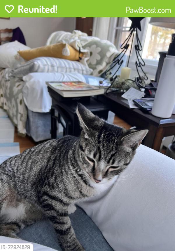 Reunited Female Cat last seen Shaker Road and Shady Oak Drive , Enfield, CT 06082