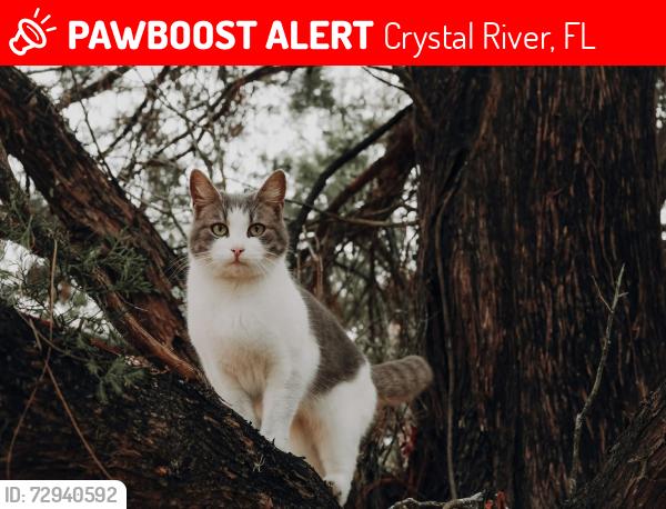 Lost Male Cat last seen N Holiday Dr and Lefty Court last know location, Crystal River, FL 34428