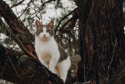 Lost Male Cat last seen N Holiday Dr and Lefty Court last know location, Crystal River, FL 34428