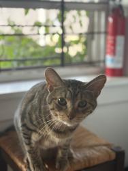 Reunited Male Cat last seen w cullom & n winchester, Chicago, IL 60613