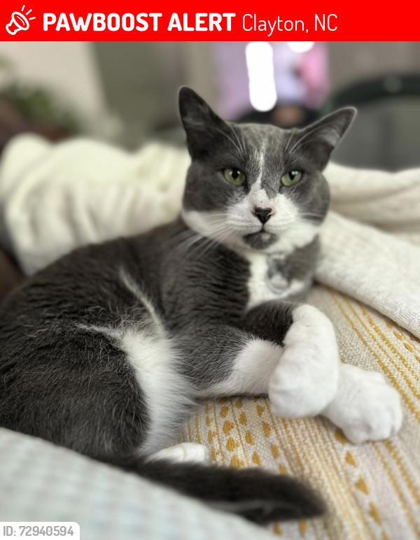 Lost Male Cat last seen McCarthy Drive , Clayton, NC 27527