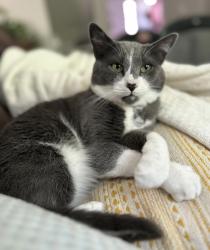 Lost Male Cat last seen McCarthy Drive , Clayton, NC 27527